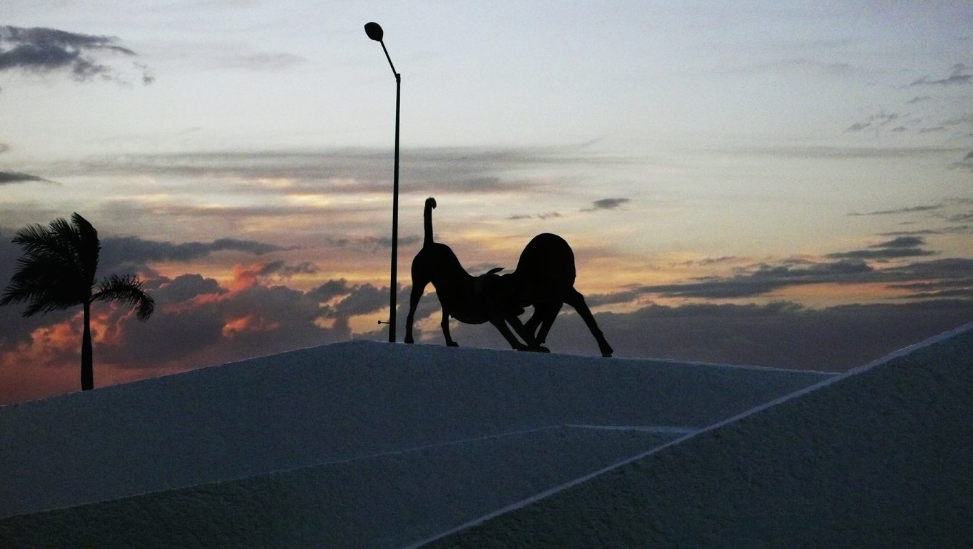 Mexiko, Campeche, spielende Hunde, Silhouette
